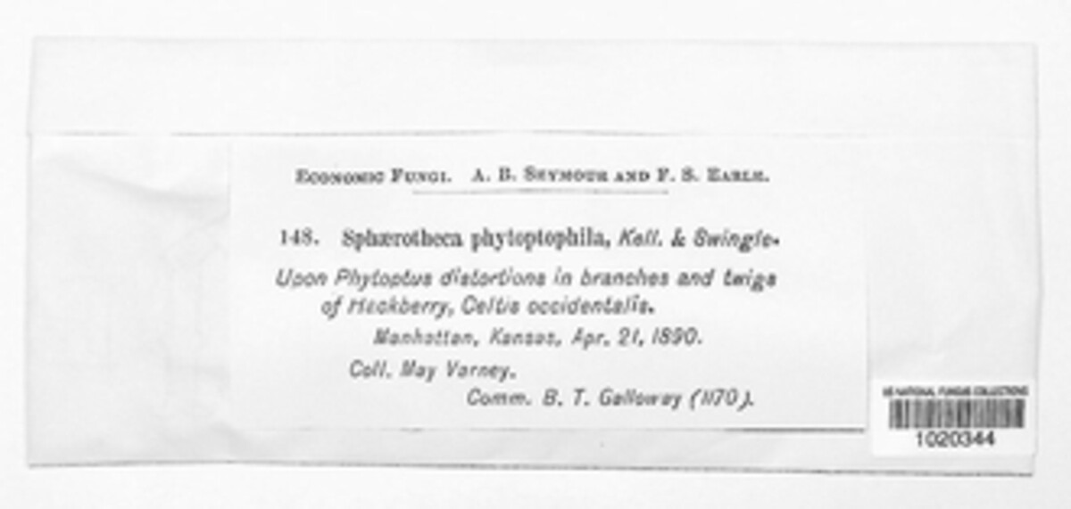 Podosphaera phytoptophila image